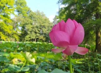Besuch im Botanischen Garten in Szeged