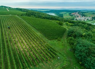 Die Weinernte startet in der Weinregion Villány