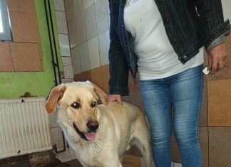 Ungarn Tierschutz: Amigo