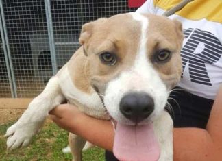 Tierschutz Ungarn: Ashlyn