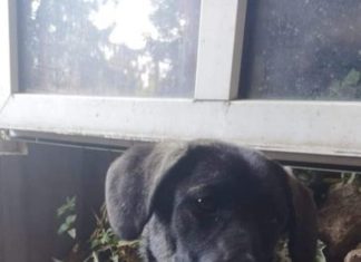 Tierschutz Ungarn: Dorka