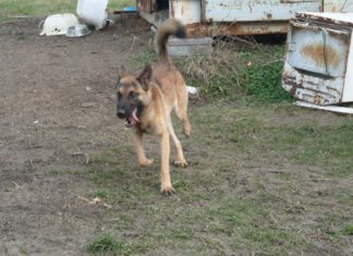 Ungarn Tierschutz: Dumber