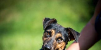 Ungarn Tierschutz: Elektra