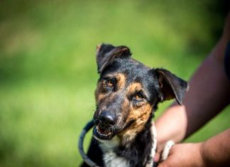 Ungarn Tierschutz: Elektra