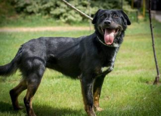 Ungarn Tierschutz: Izabell