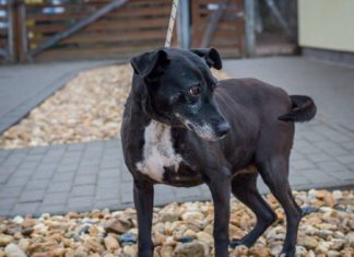 Ungarn Tierschutz: Liza