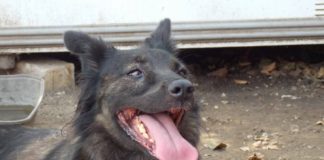 Tierschutz Ungarn: Lüszy