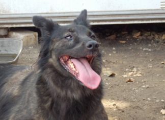 Tierschutz Ungarn: Lüszy