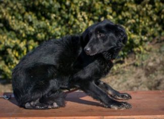 Tierschutz Ungarn: Nella