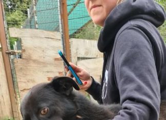 Ungarn Tierschutz: Rigó