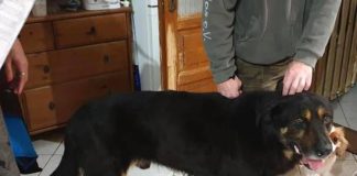 Ungarn Tierschutz: Roky