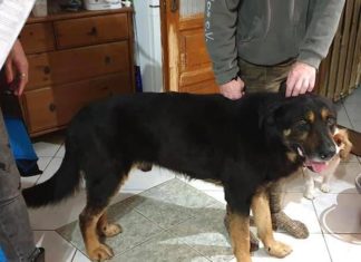 Ungarn Tierschutz: Roky