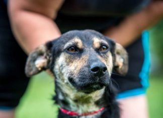 Tierschutz Ungarn: Sadie