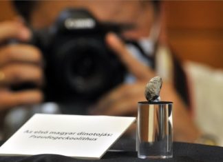 Das erste ungarische Dinosaurier-Ei wurde vorgestellt