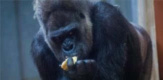 Geburtstag: Golo, der Gorilla im Budapester Zoo wird 40