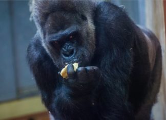 Geburtstag: Golo, der Gorilla im Budapester Zoo wird 40