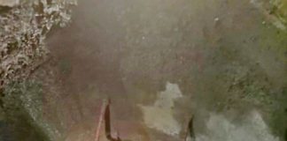 Schon wieder Katze in Not! Katzenrettung in Szentendre