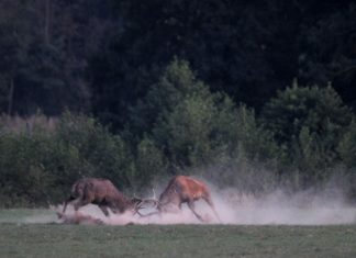 Brunftzeit Rothwild hat begonnen