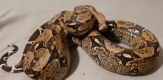 Boa auf der Strasse entdeckt!