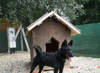 Tierschutz Ungarn: Dragon