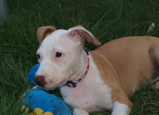 Tierschutz Ungarn: Savannah