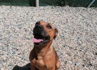 Tierschutz Ungarn: Vina