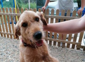 Tierschutz Ungarn: Abu