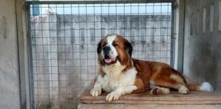 Tierschutz Ungarn: Bori