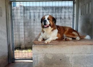 Tierschutz Ungarn: Bori