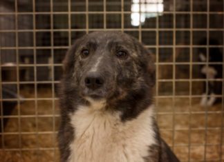 Tierschutz Ungarn: Laila