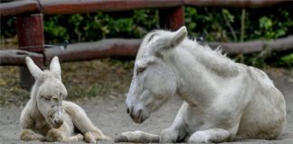 Weißer Esel im Zoo von Debrecen geboren