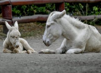Weißer Esel im Zoo von Debrecen geboren