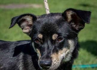 Tierschutz Ungarn: Aladin