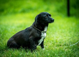 Tierschutz Ungarn: Apenta