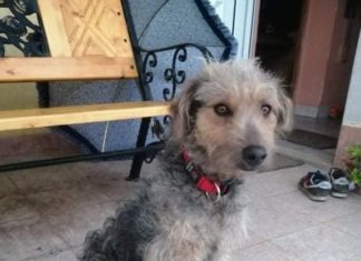 Tierschutz Ungarn: Betti