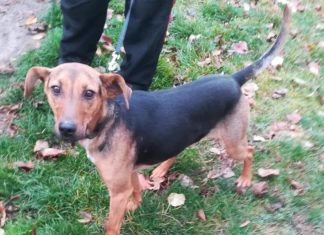 Tierschutz Ungarn: Bütyök