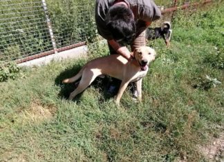 Tierschutz Ungarn: Frici