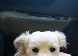 Tierschutz Ungarn: Gombóc