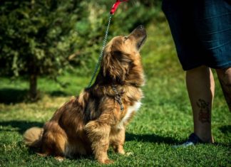 Tierschutz Ungarn: Jack Sparrow