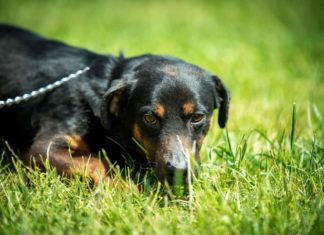 Tierschutz Ungarn: Jay