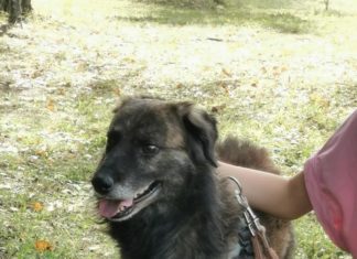 Tierschutz Ungarn: Keszeg