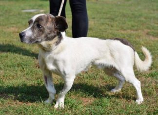 Tierschutz Ungarn: Mogli