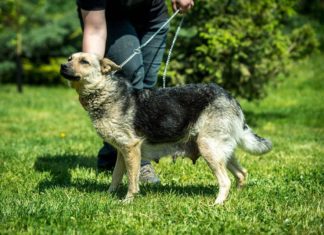 Tierschutz Ungarn: Naomi