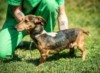 Tierschutz Ungarn: Orczy