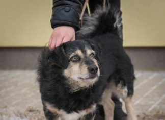 Tierschutz Ungarn: Oszkár