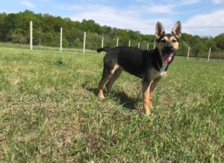 Tierschutz Ungarn: Paradise