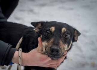 Tierschutz Ungarn: Shaggy