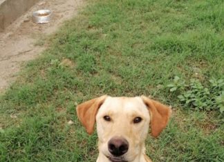 Tierschutz Ungarn: Tequila