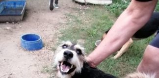 Tierschutz Ungarn: Zserbó