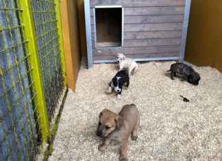 18 putzige Welpen im Streunerparadies